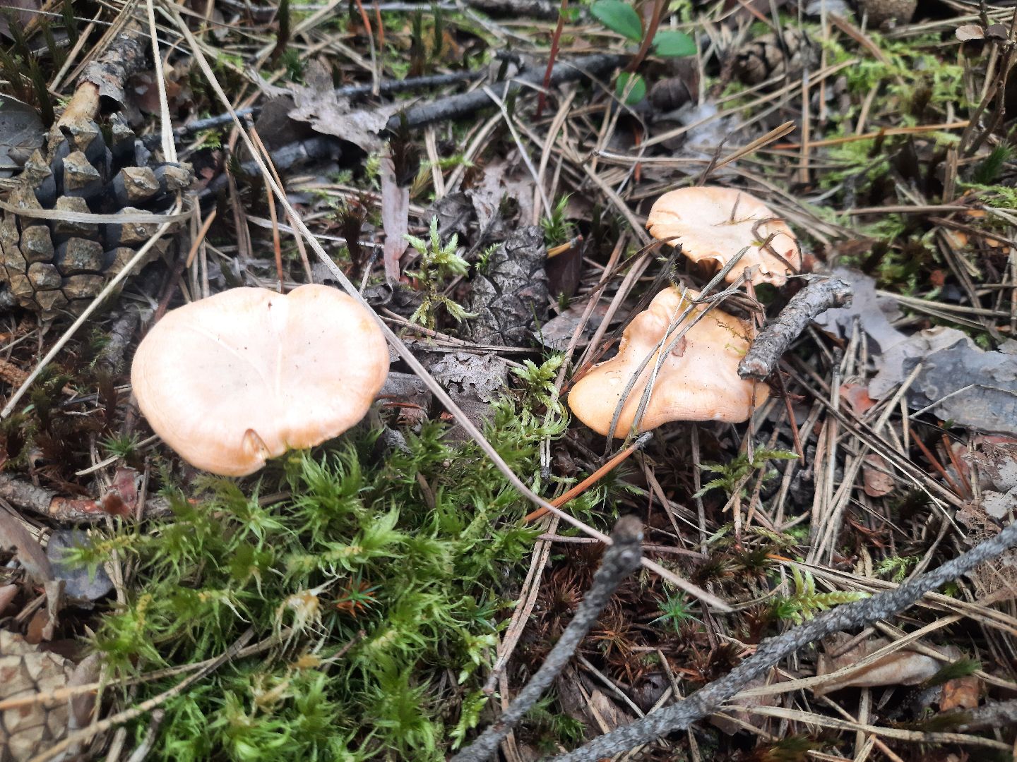 шатура, грибы, тихая_охота, белые, лисички,