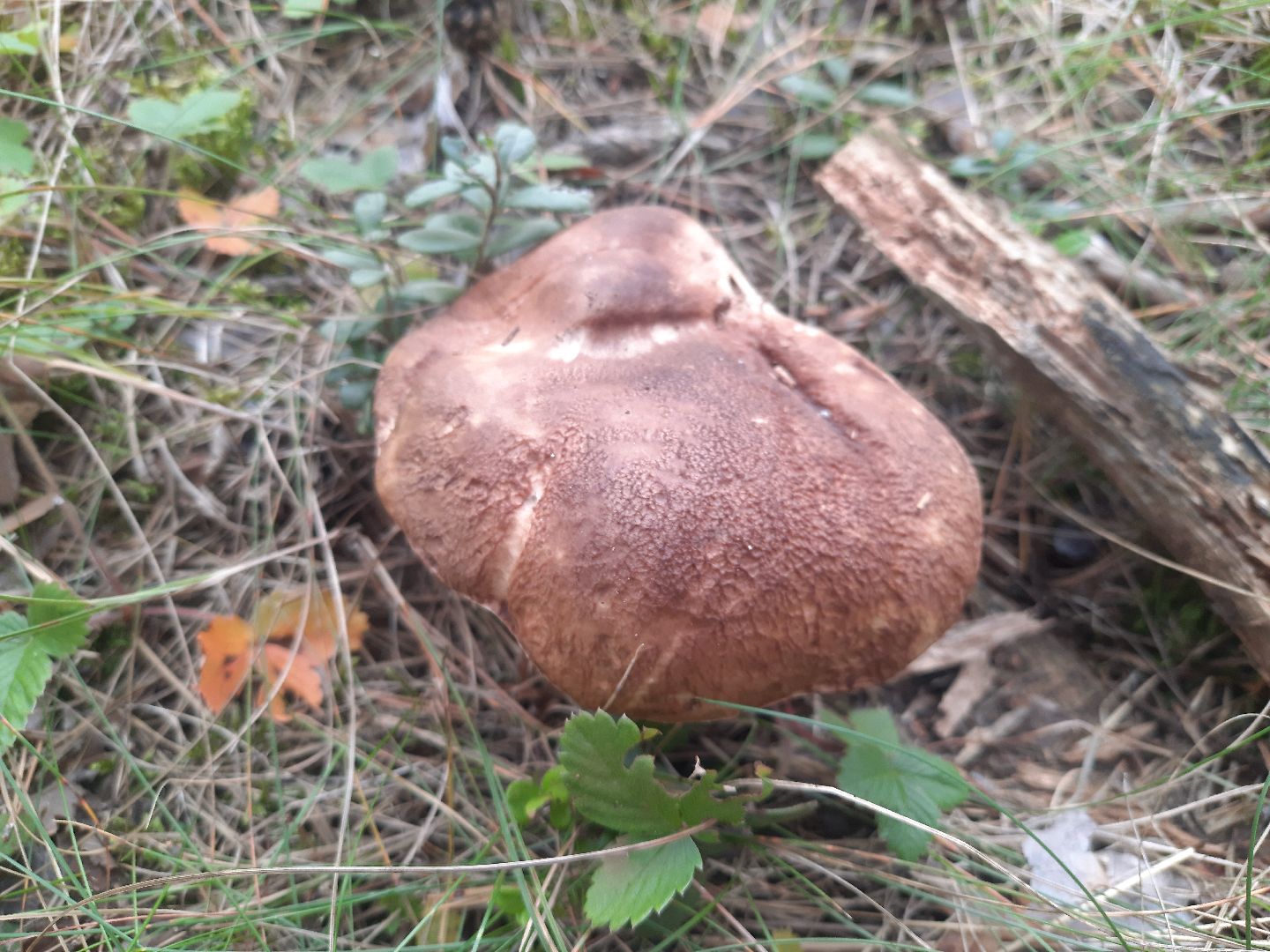 шатура, грибы, тихая_охота, белые, лисички,