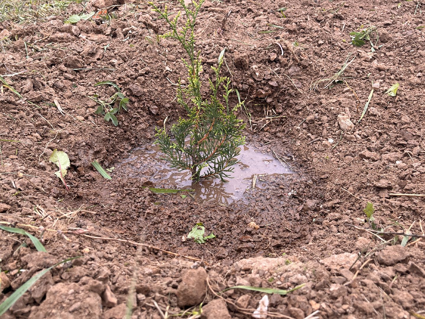 экологическая акция, экология, руза, рузский округ, наш лес, московская область, подмосковье,