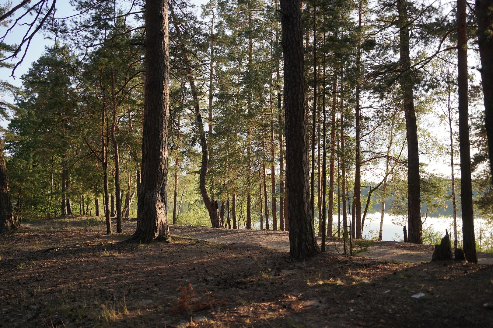 Шатура, лесничий, Кривандинское лесничество, день работников леса, Мособллес,