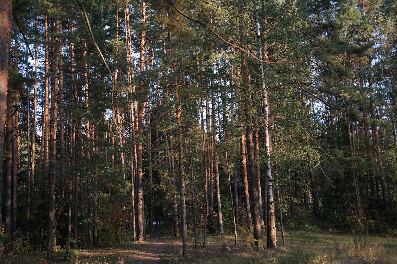 Шатура, лесничий, Кривандинское лесничество, день работников леса, Мособллес,