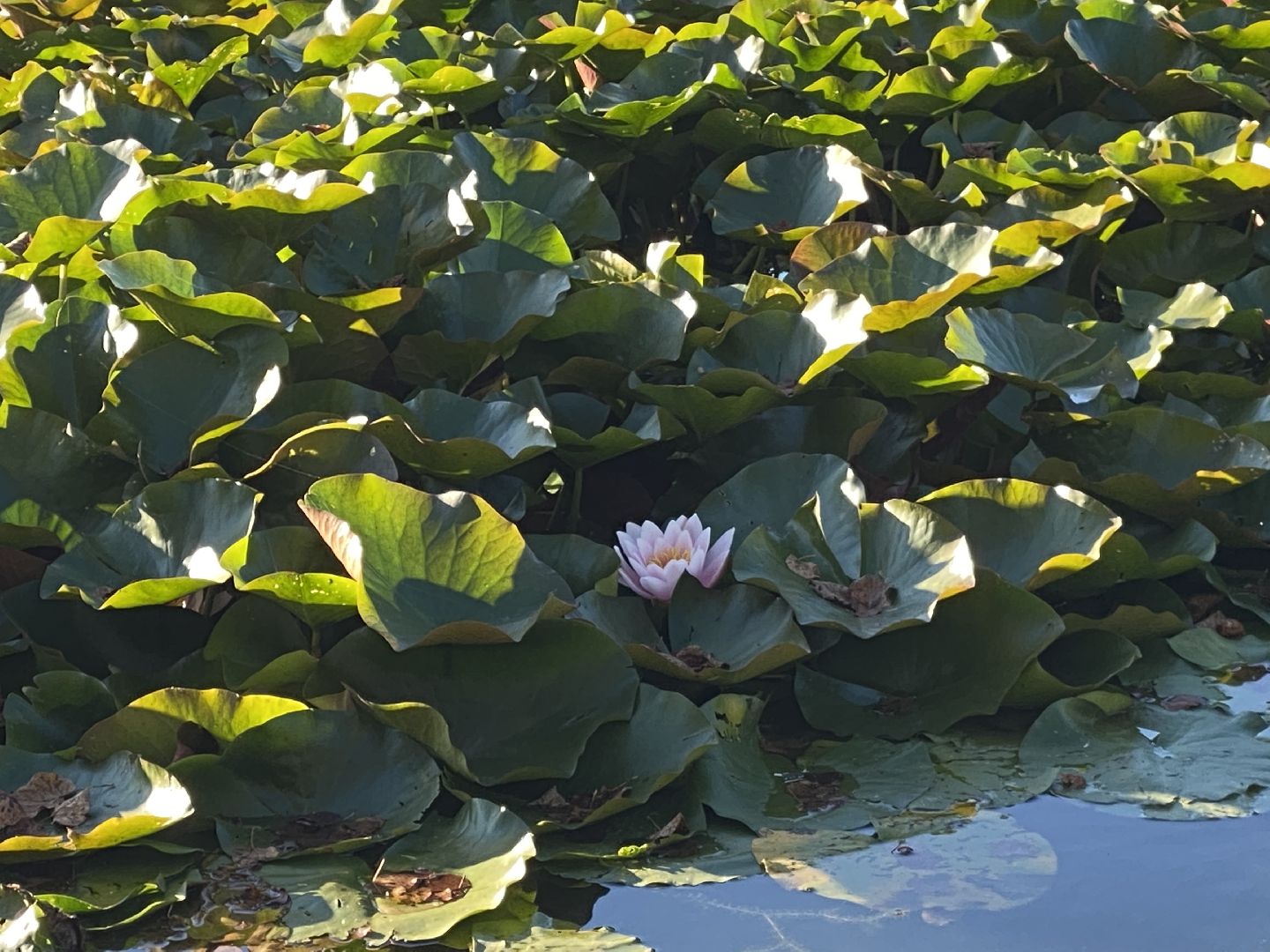 волоколамск, пруд, благоуйстройство, жители, город, общество,