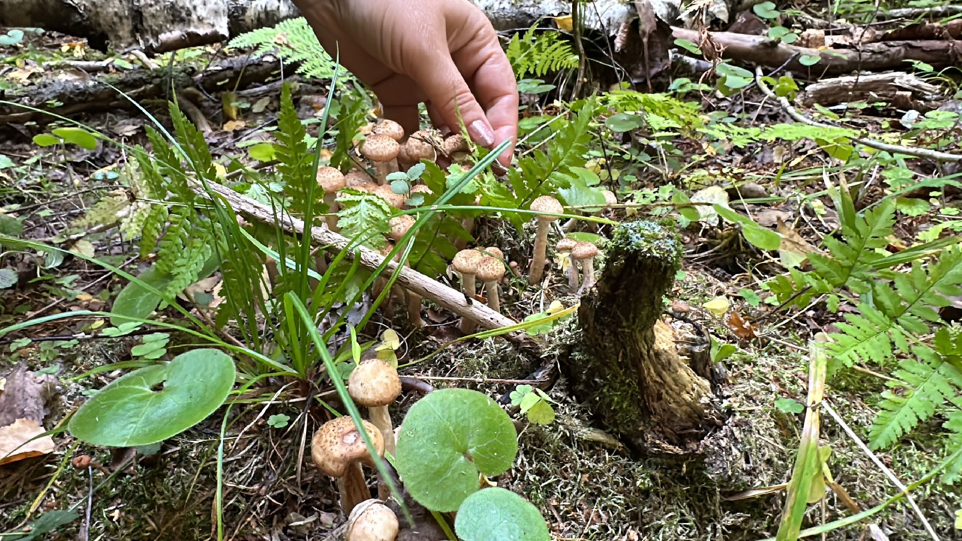 Одинцово, Опята, Сбор грибов, Экология, Звенигород, опята, опёнок, ядовитые грибы, шампиньоны, белые грибы диета, кулинария