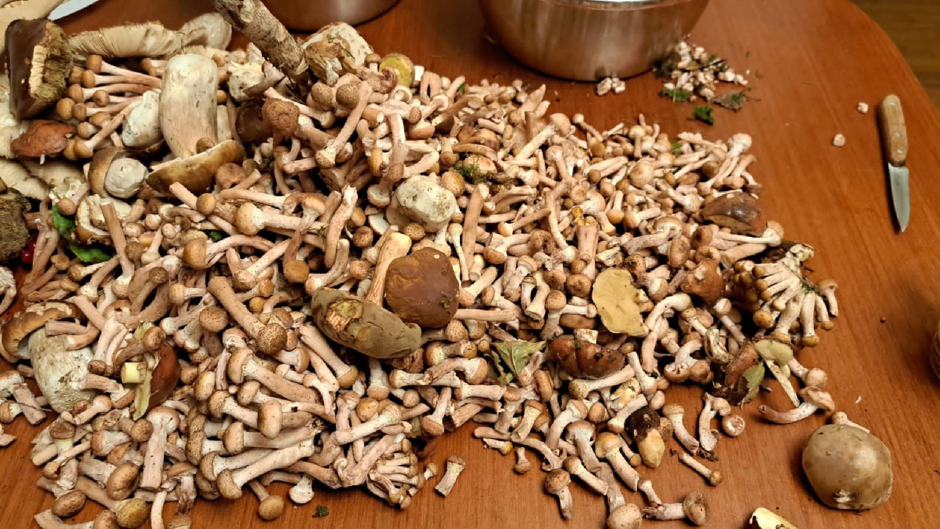 Одинцово, Опята, Сбор грибов, Экология, Звенигород, опята, опёнок, ядовитые грибы, шампиньоны, белые грибы диета, кулинария