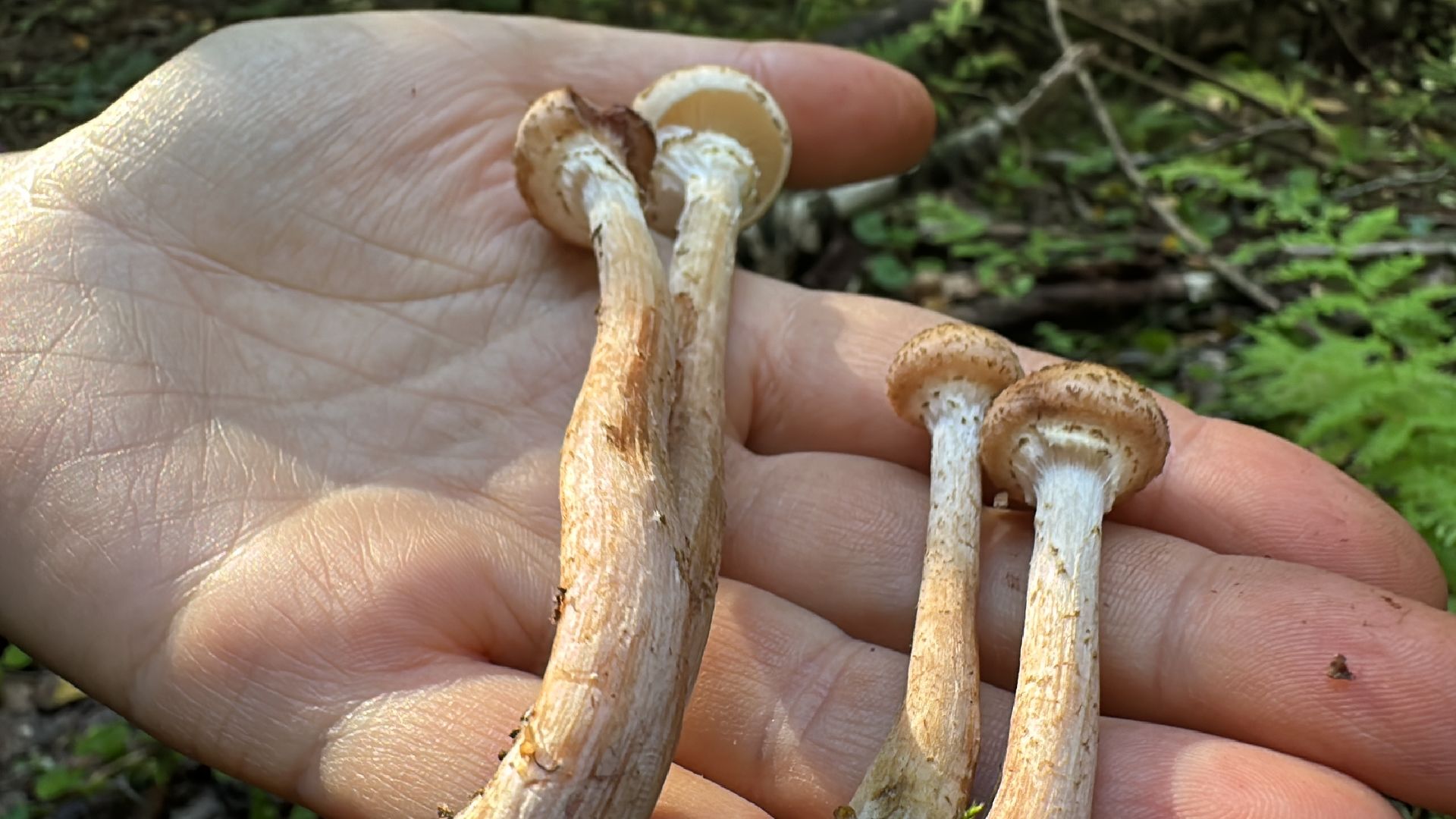 Одинцово, Опята, Сбор грибов, Экология, Звенигород, опята, опёнок, ядовитые грибы, шампиньоны, белые грибы диета, кулинария