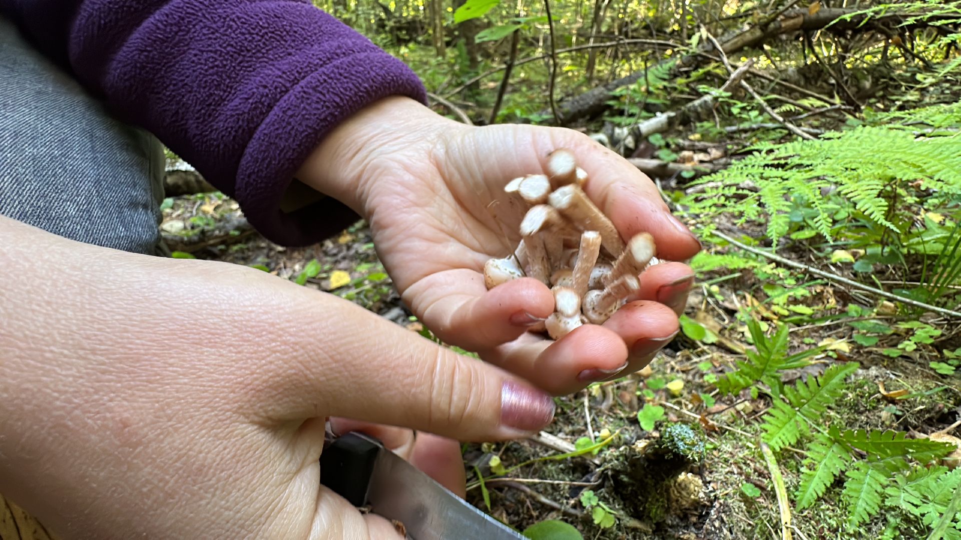 Одинцово, Опята, Сбор грибов, Экология, Звенигород, опята, опёнок, ядовитые грибы, шампиньоны, белые грибы диета, кулинария