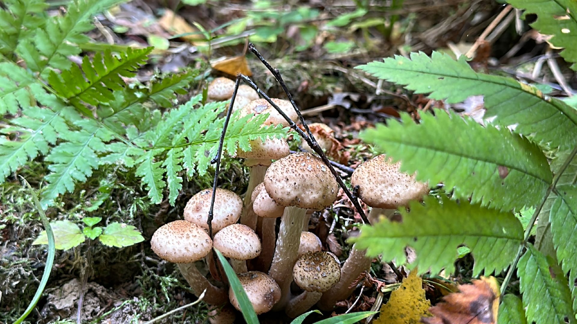 Одинцово, Опята, Сбор грибов, Экология, Звенигород, опята, опёнок, ядовитые грибы, шампиньоны, белые грибы диета, кулинария