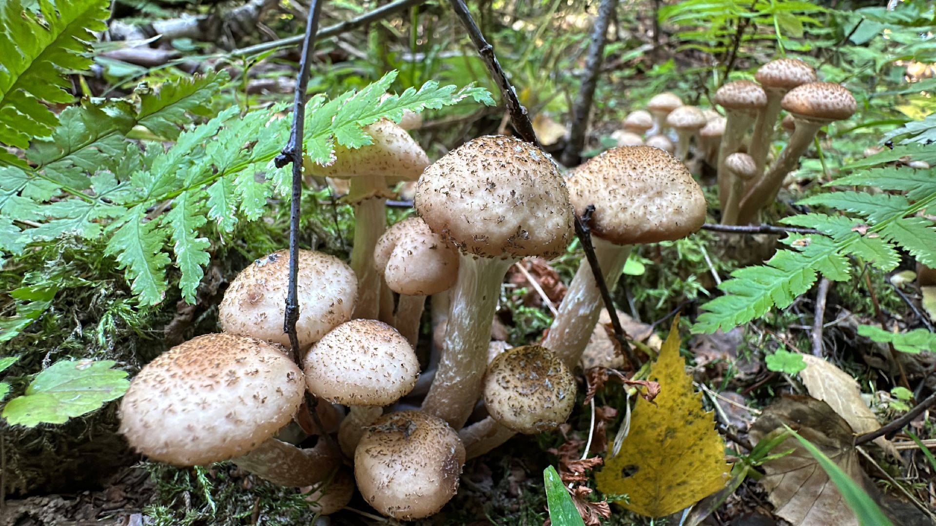 Одинцово, Опята, Сбор грибов, Экология, Звенигород, опята, опёнок, ядовитые грибы, шампиньоны, белые грибы диета, кулинария