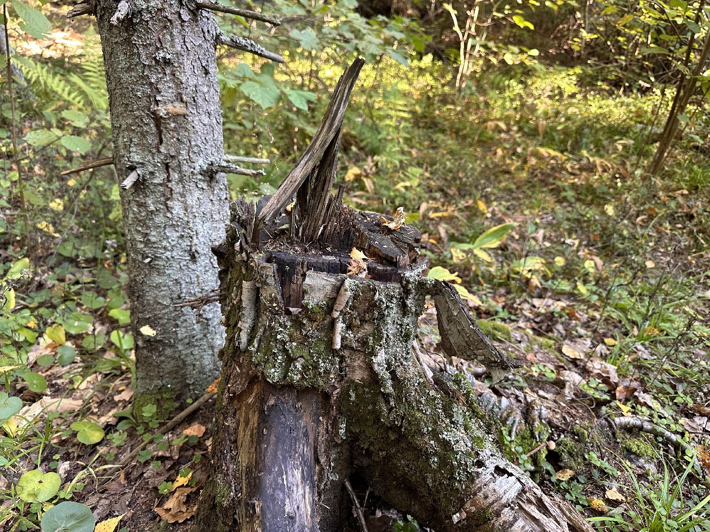 Одинцово, Опята, Сбор грибов, Экология, Звенигород, опята, опёнок, ядовитые грибы, шампиньоны, белые грибы диета, кулинария