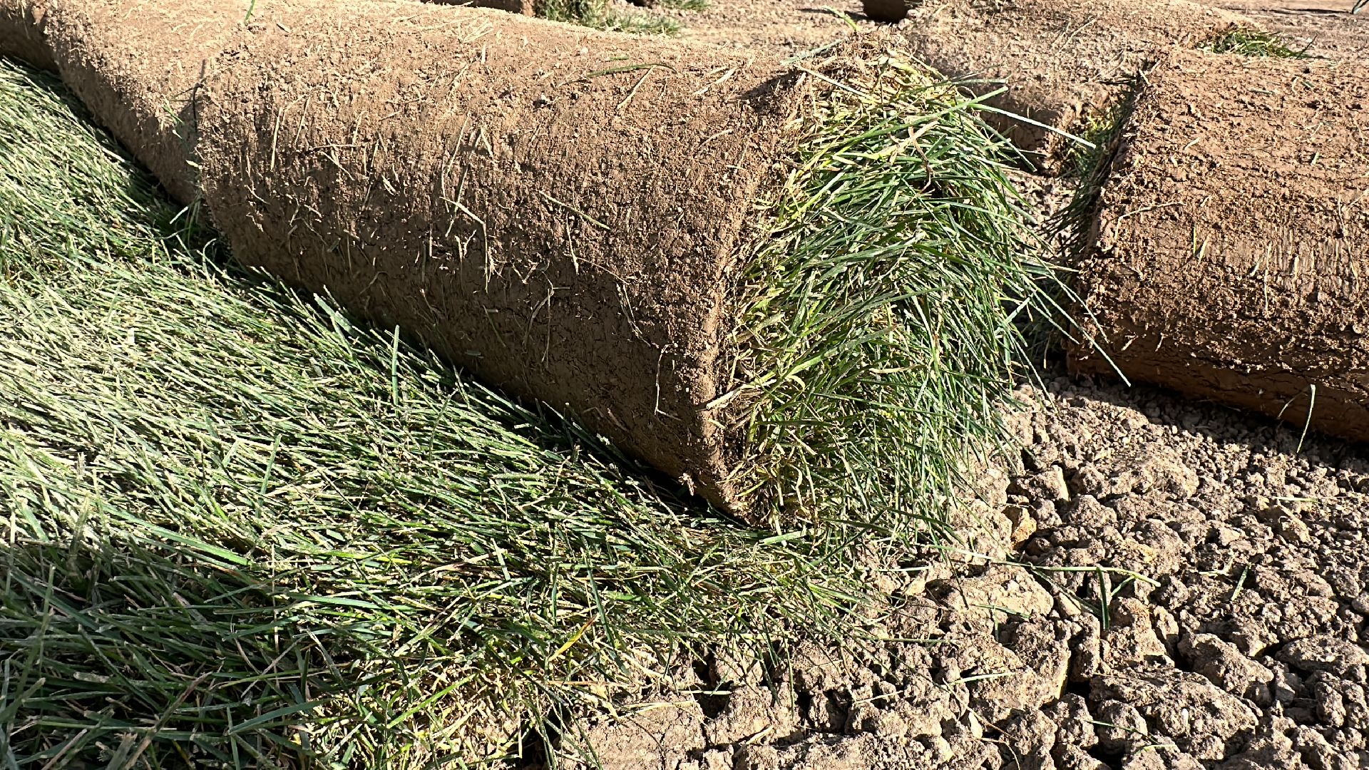 озеленение, газон, Одинцово