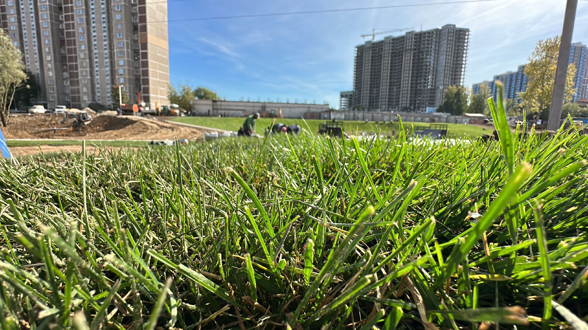 озеленение, газон, Одинцово