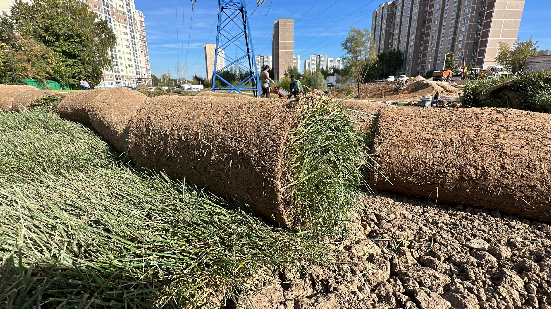 озеленение, газон, Одинцово