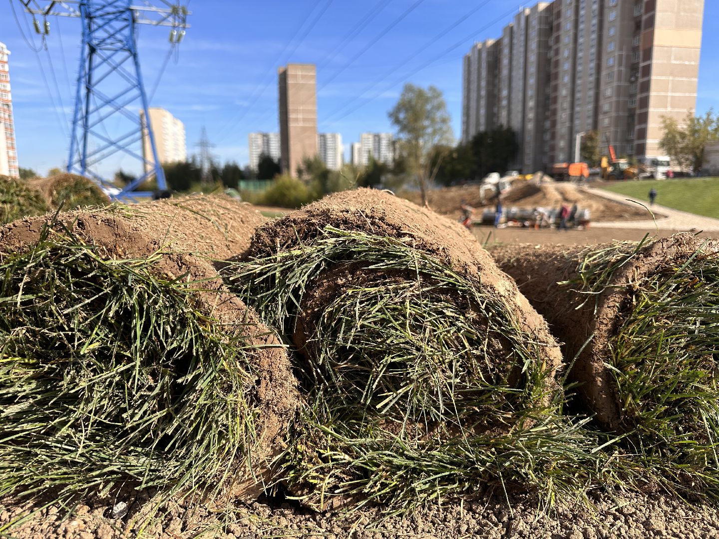 озеленение, газон, Одинцово