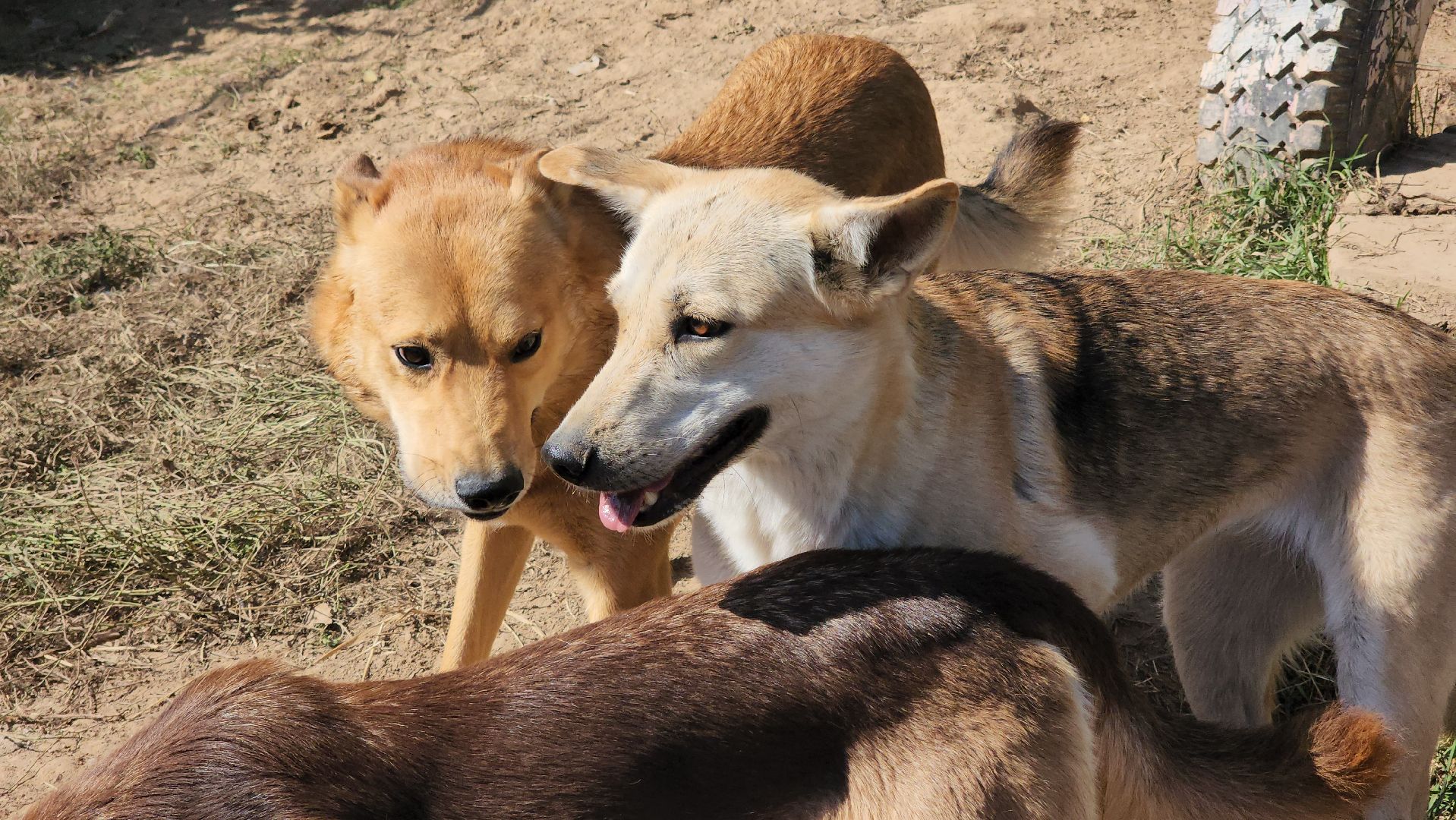 Пушкино, городской округ Пушкинский, Благотворительность, волонтеры, животные, люди, общество, приют для животных, Молодая гвардия,
