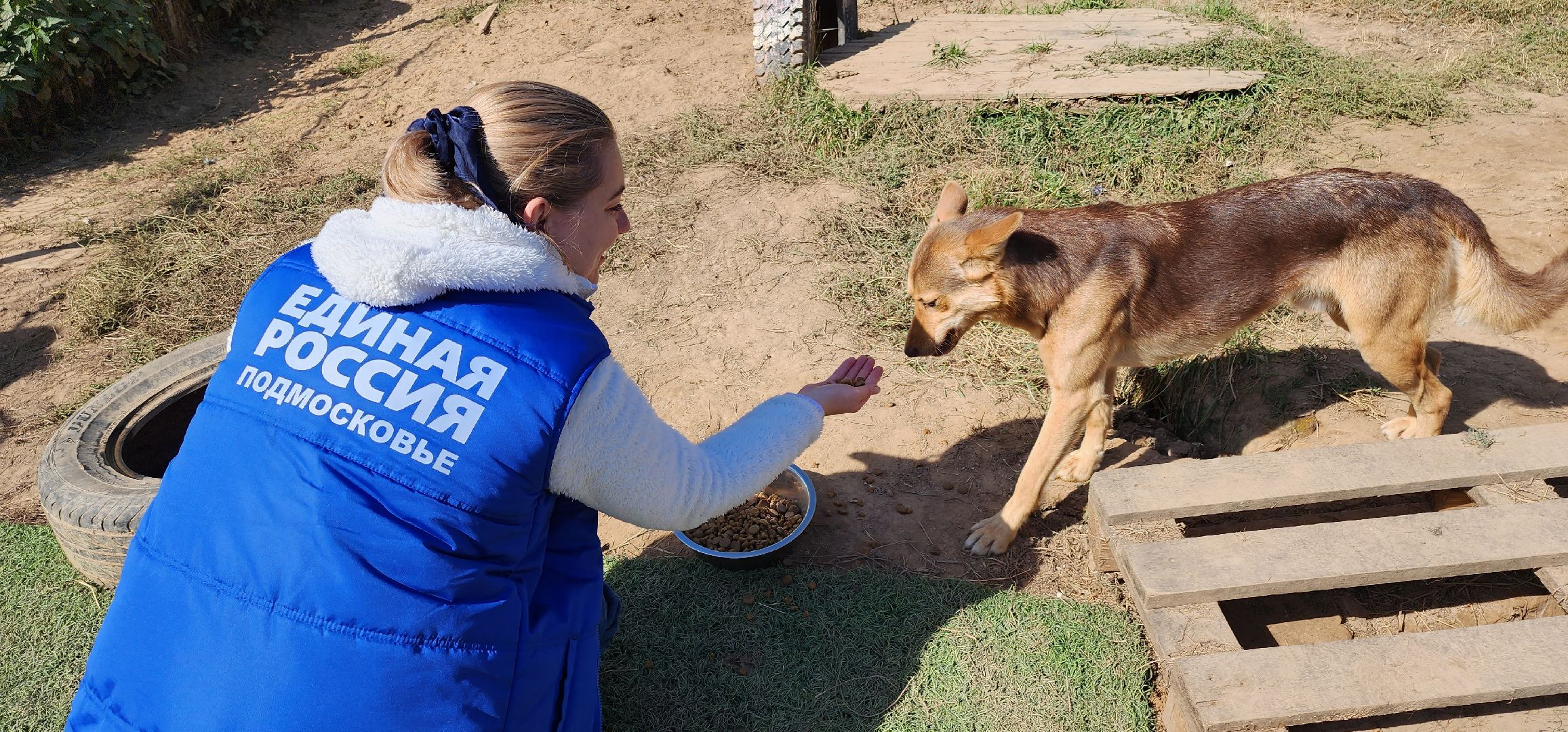 Пушкино, городской округ Пушкинский, Благотворительность, волонтеры, животные, люди, общество, приют для животных, Молодая гвардия,