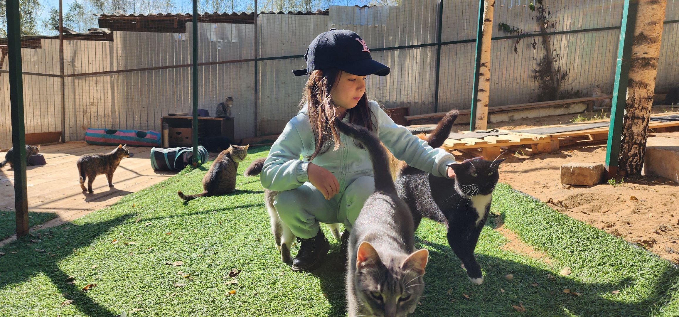 Пушкино, городской округ Пушкинский, Благотворительность, волонтеры, животные, люди, общество, приют для животных, Молодая гвардия,