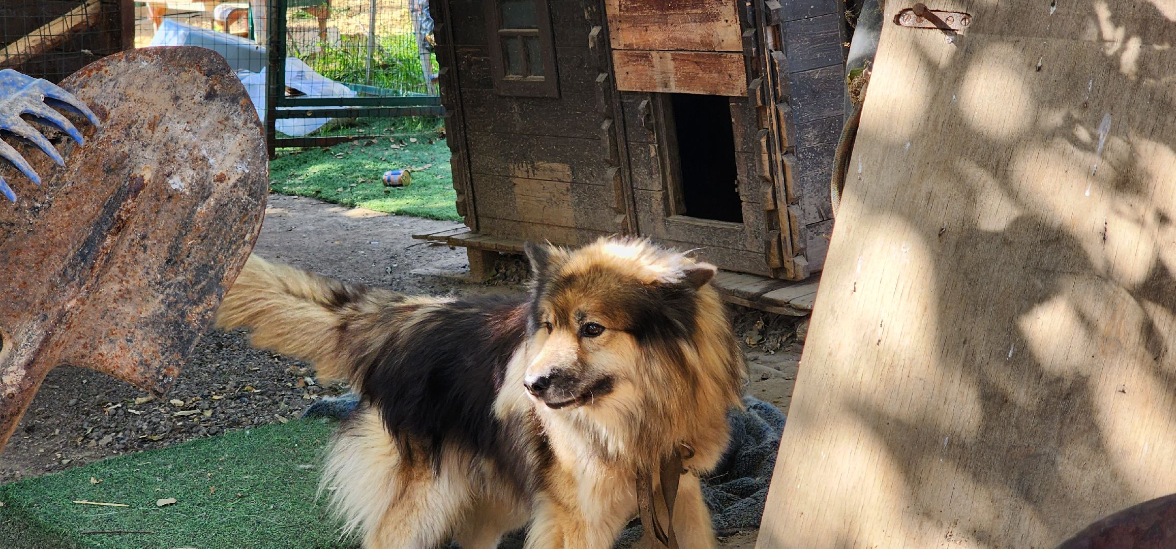 Пушкино, городской округ Пушкинский, Благотворительность, волонтеры, животные, люди, общество, приют для животных, Молодая гвардия,