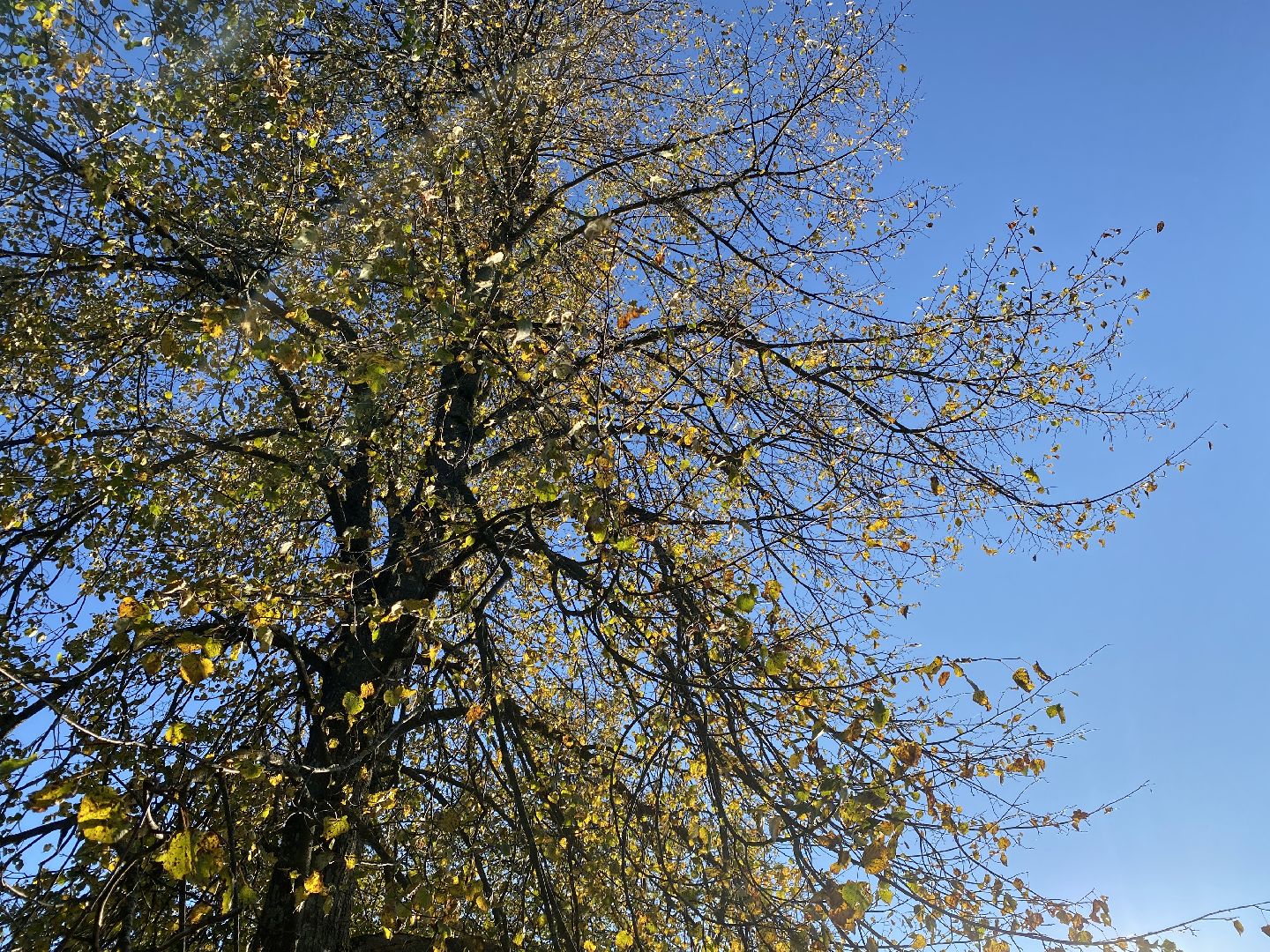 волоколамск, благоустойство, уборка улиц, деревья, субботник, жители города,