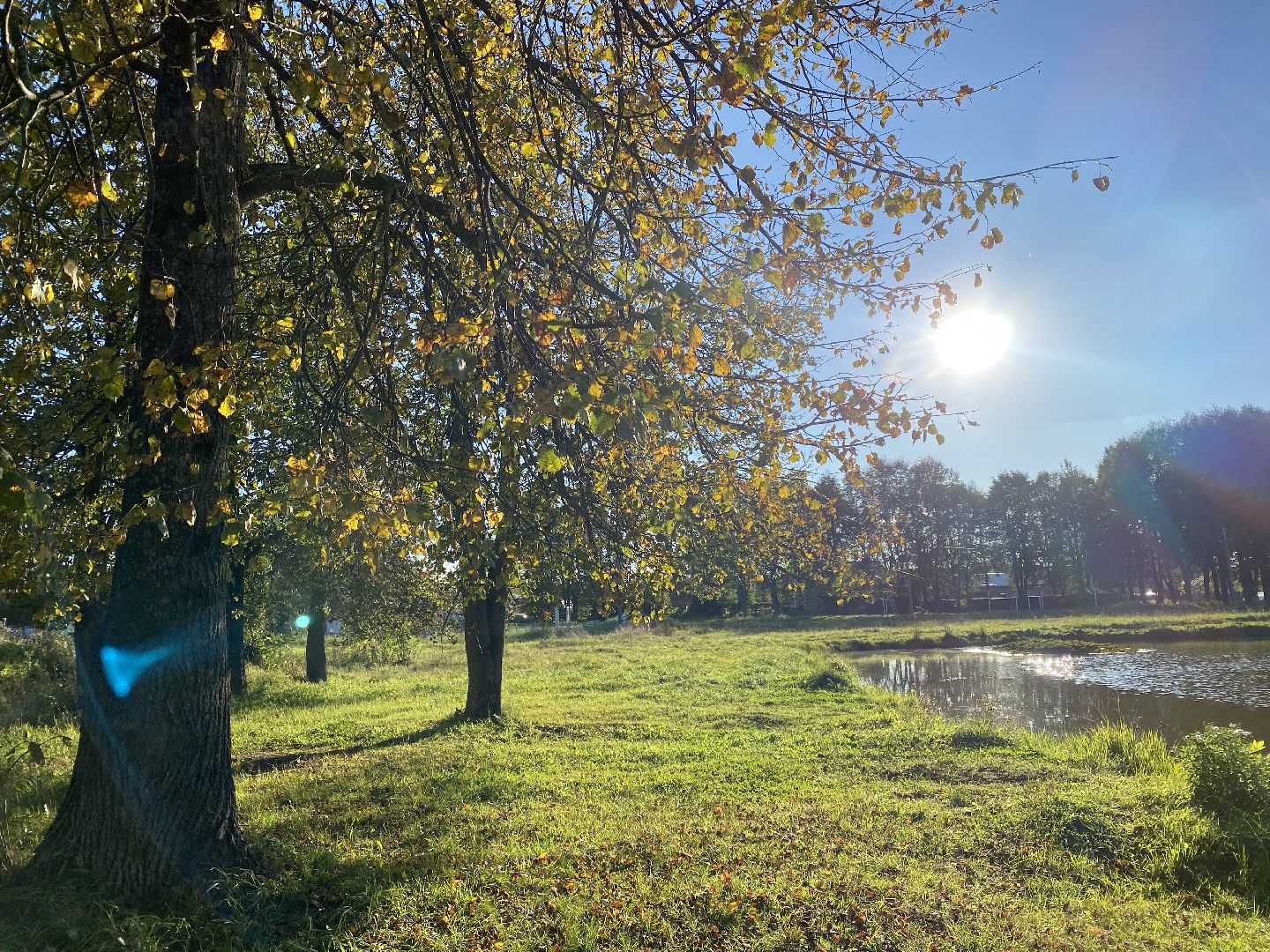 волоколамск, благоустойство, уборка улиц, деревья, субботник, жители города,