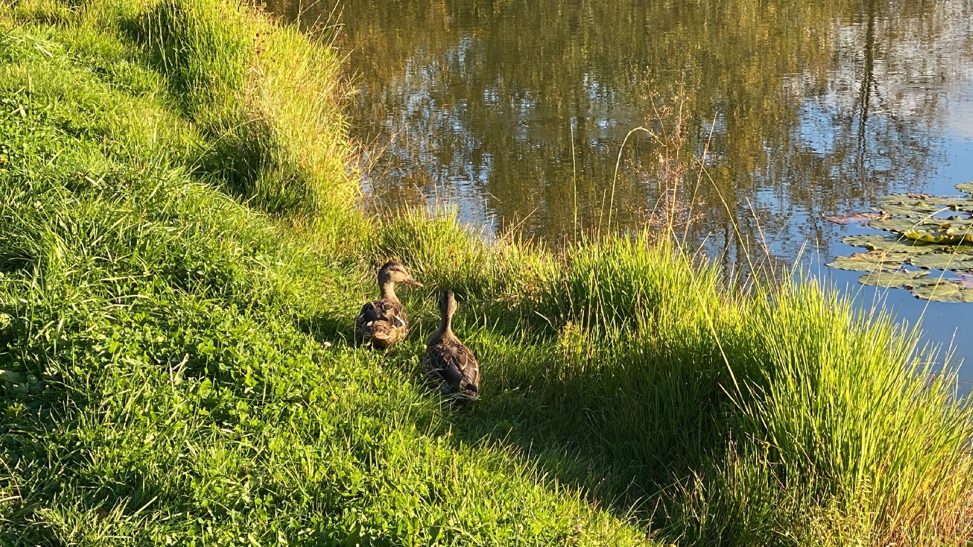 волоколамск, благоустойство, уборка улиц, деревья, субботник, жители города,