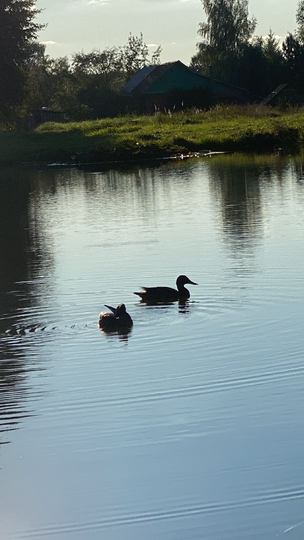 волоколамск, благоустойство, уборка улиц, деревья, субботник, жители города,