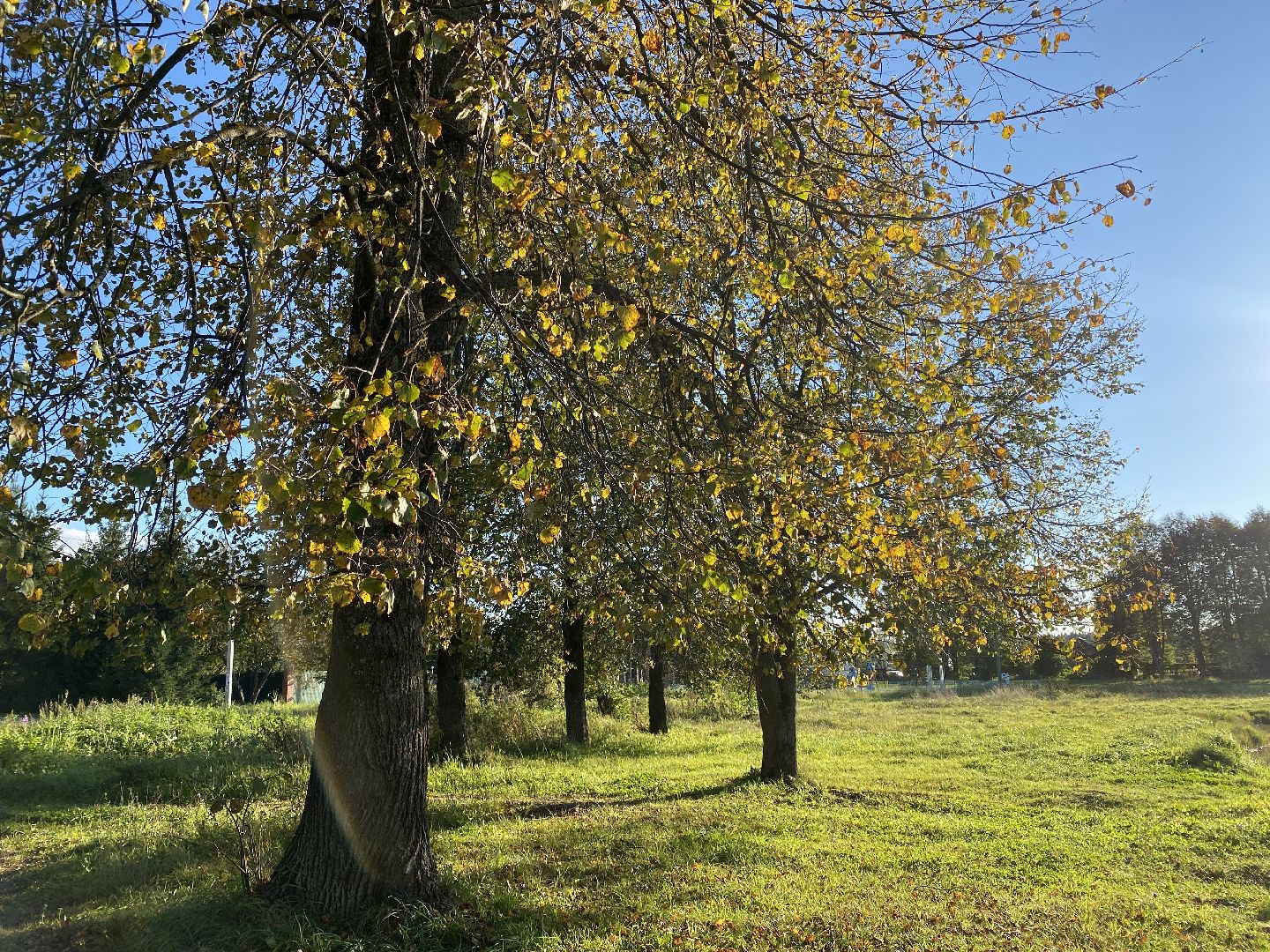 волоколамск, благоустойство, уборка улиц, деревья, субботник, жители города,