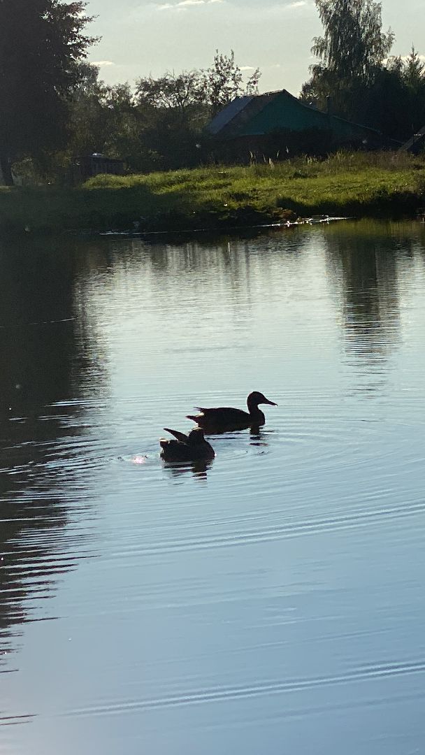 волоколамск, благоустойство, уборка улиц, деревья, субботник, жители города,