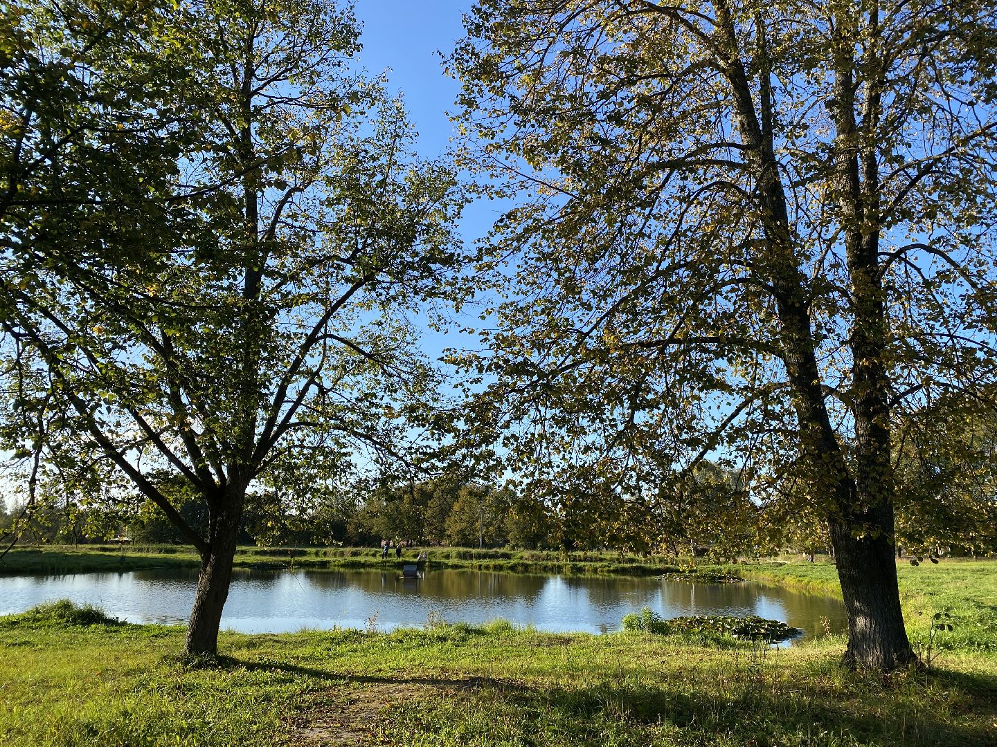 волоколамск, благоустойство, уборка улиц, деревья, субботник, жители города,
