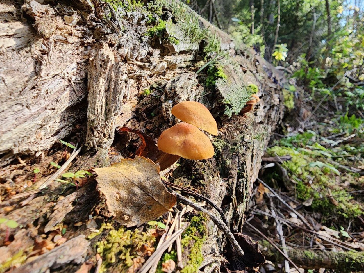 грибы, грибной сезон, отравление, первая помощь, лосино-петровский, подмосковье,