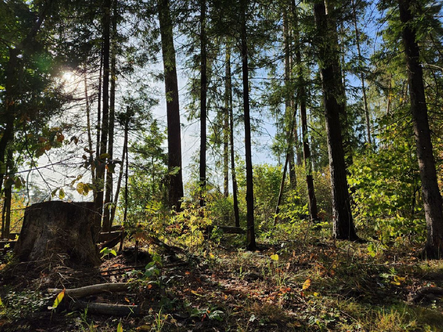 грибы, грибной сезон, отравление, первая помощь, лосино-петровский, подмосковье,