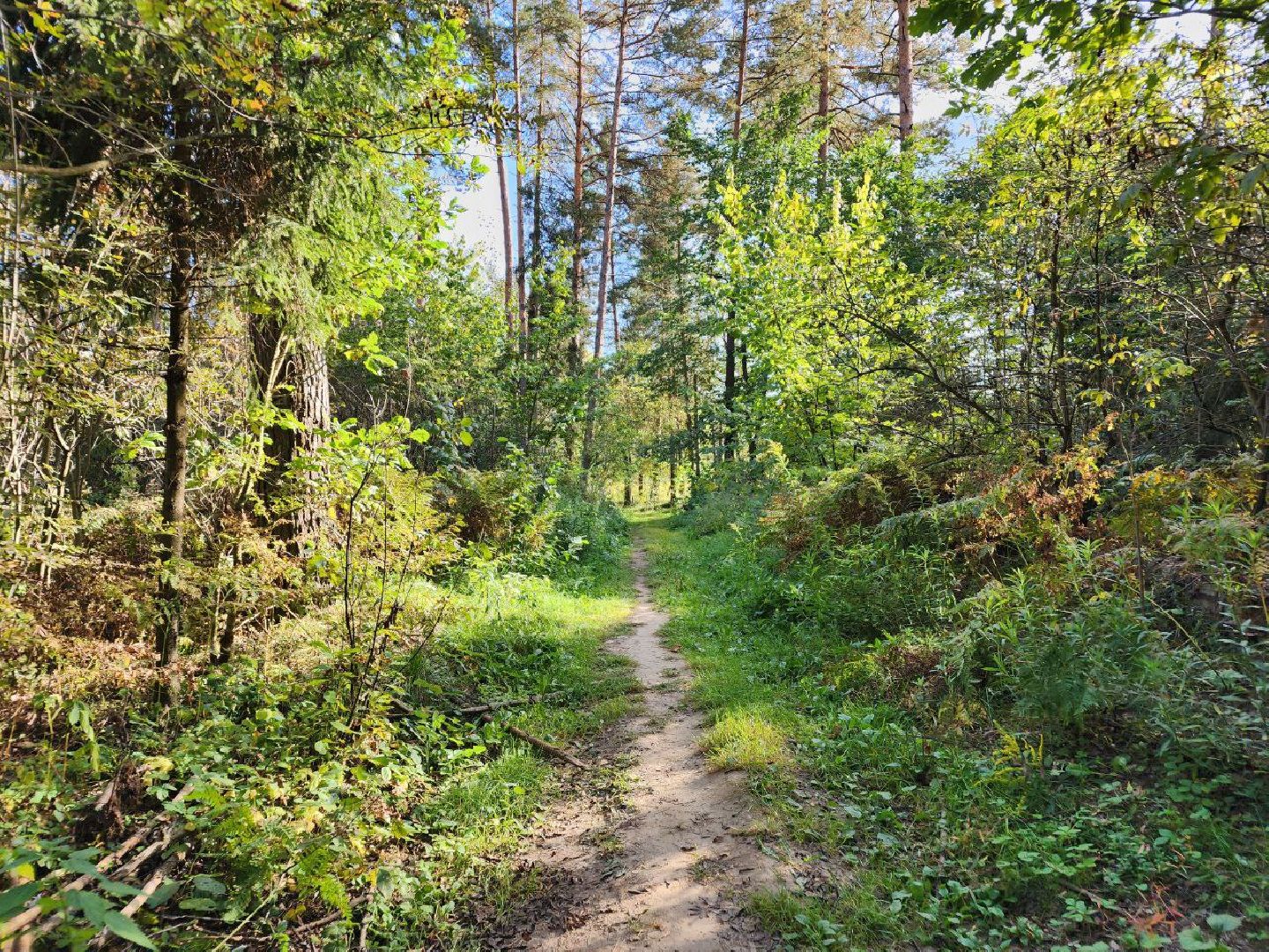 грибы, грибной сезон, отравление, первая помощь, лосино-петровский, подмосковье,