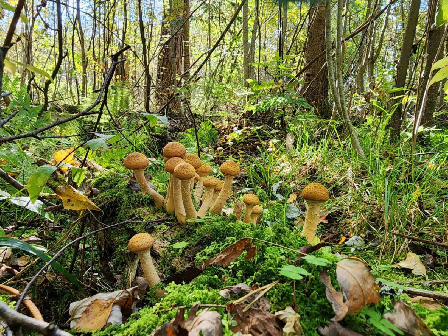грибы, грибной сезон, отравление, первая помощь, лосино-петровский, подмосковье,