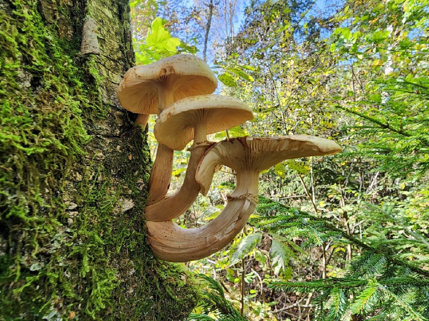 грибы, грибной сезон, отравление, первая помощь, лосино-петровский, подмосковье,