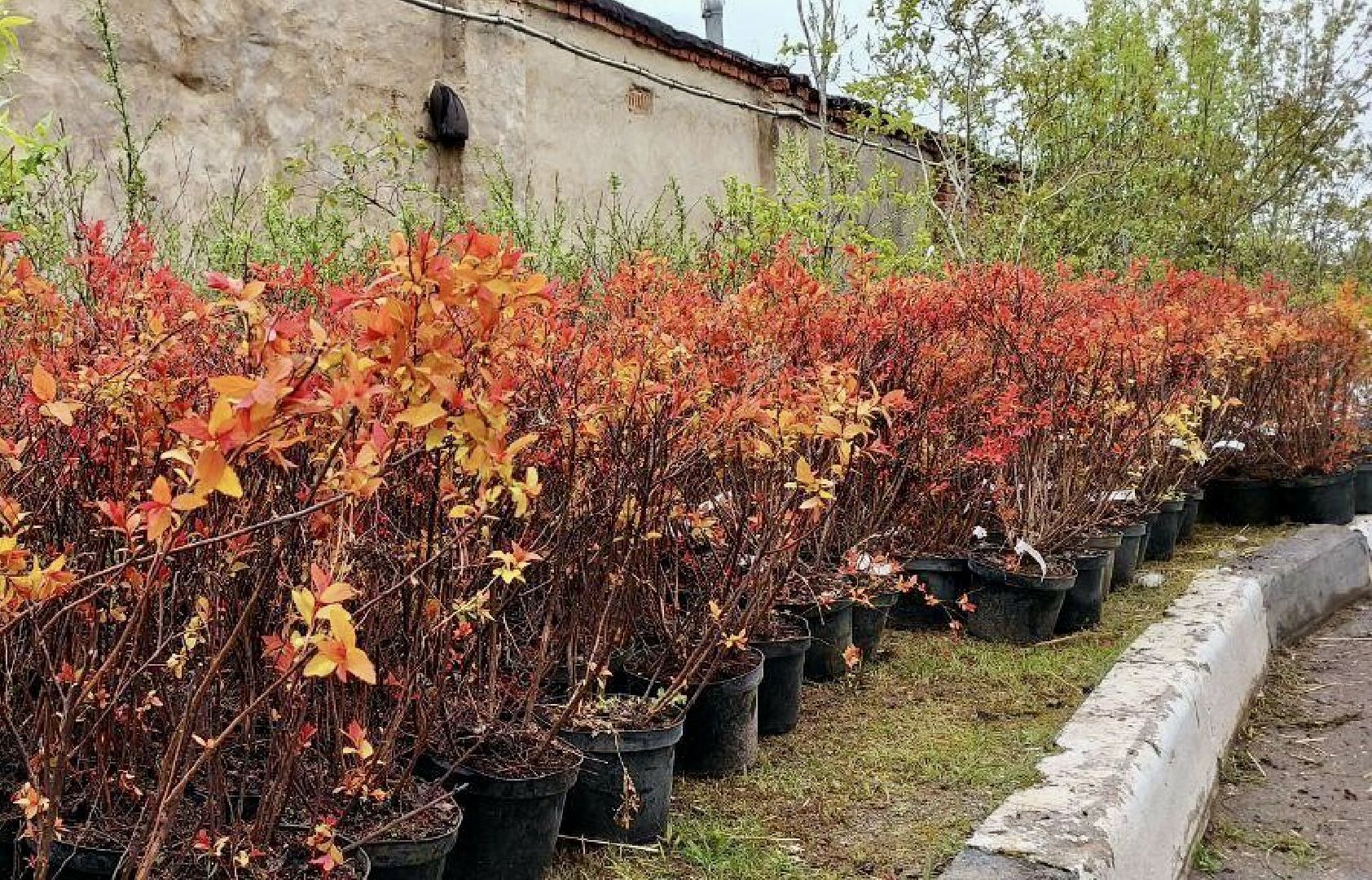 Клин, общество, экология, леса, акции,