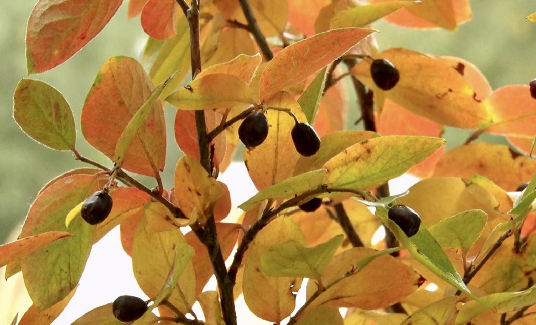 Клин, общество, экология, леса, акции,