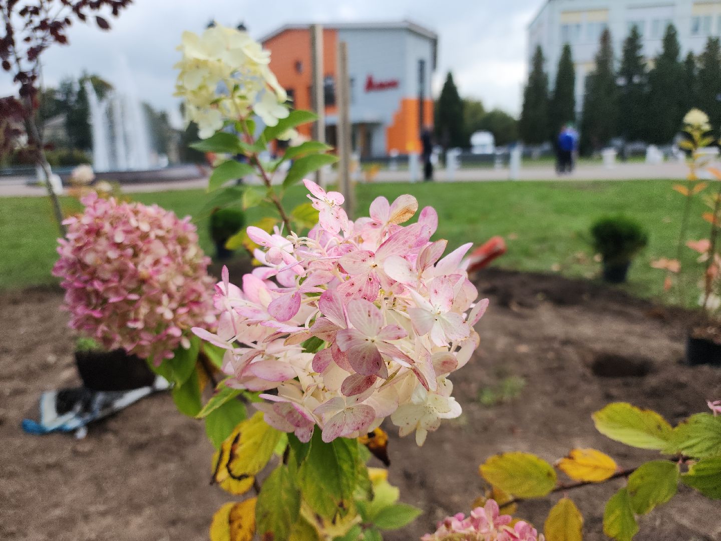 кашира, наш лес, благоустройство, экология,