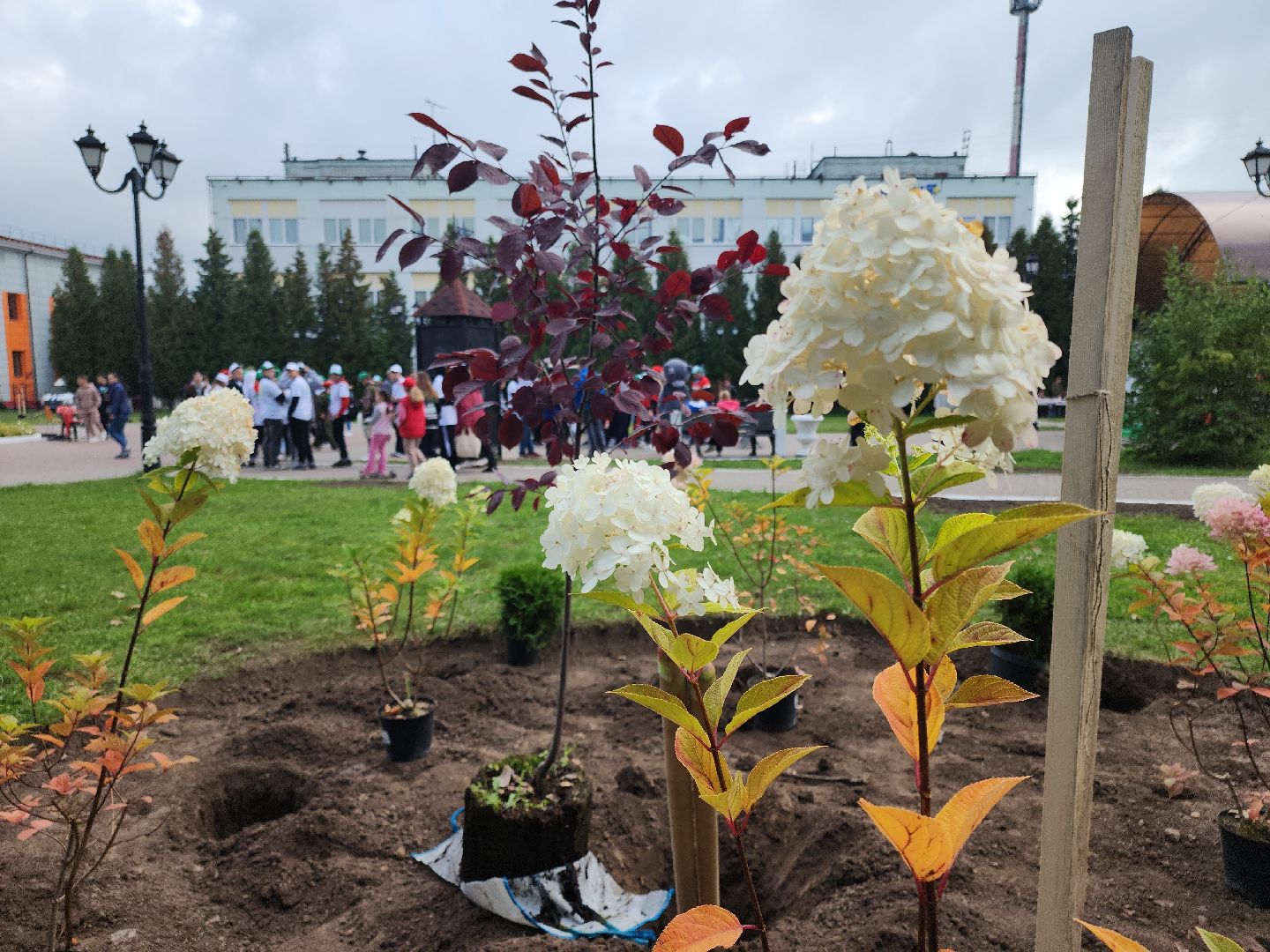 кашира, наш лес, благоустройство, экология,