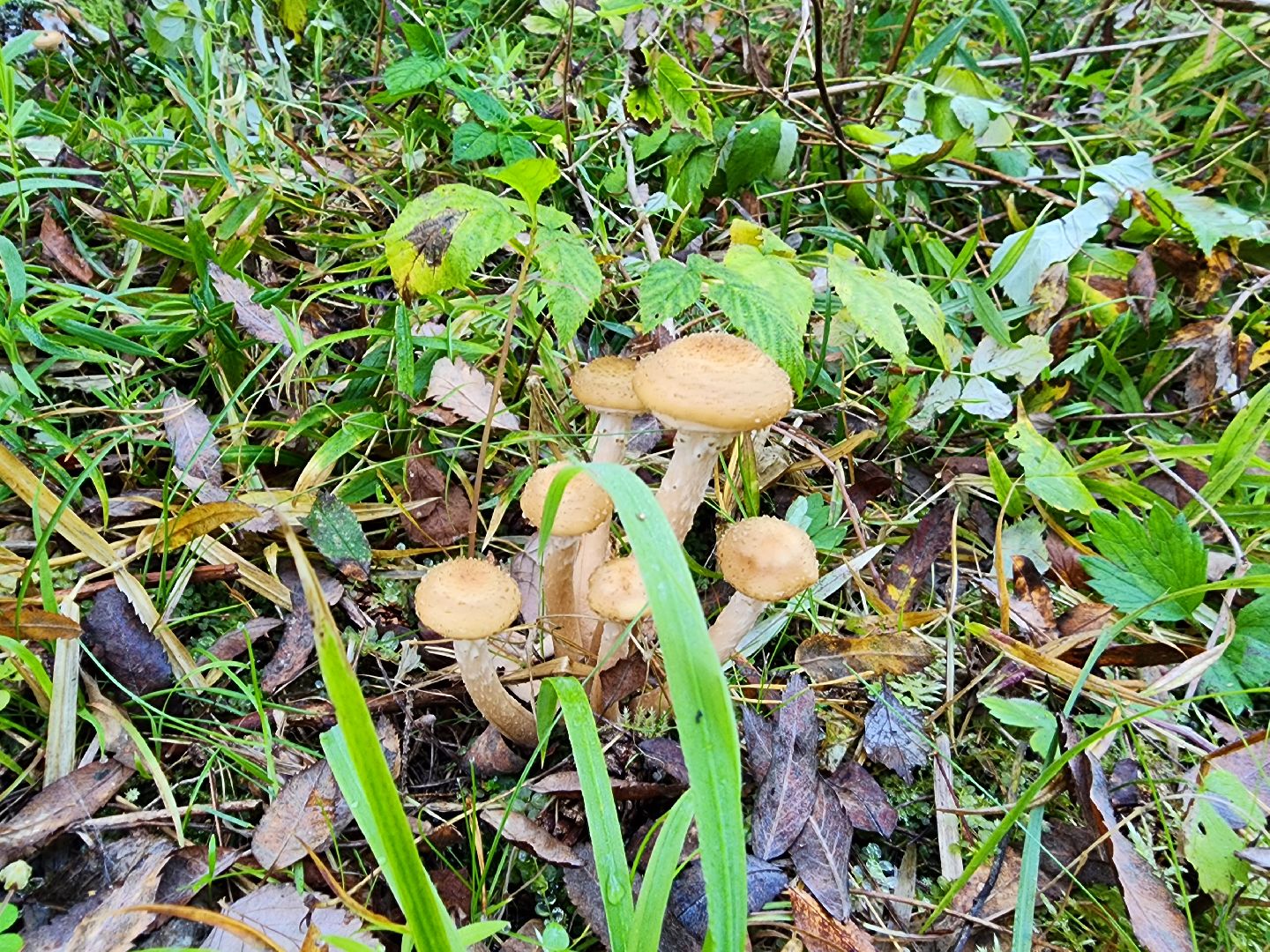 раменское, общество, грибы, нашествие опят,