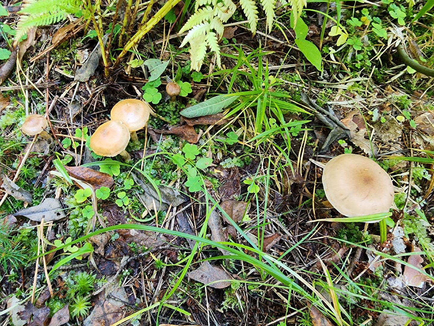 раменское, общество, грибы, нашествие опят,