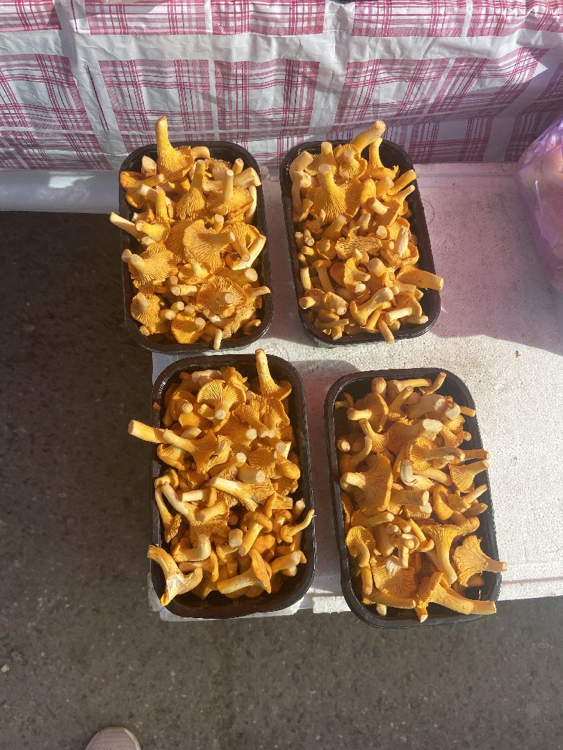 грибной сезон, грибы, врач,