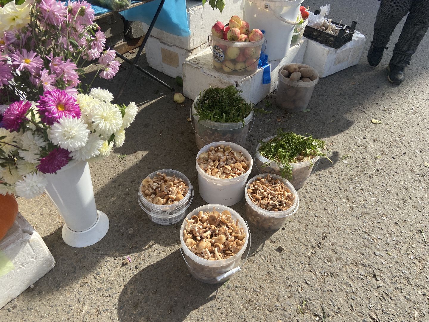 грибной сезон, грибы, врач,