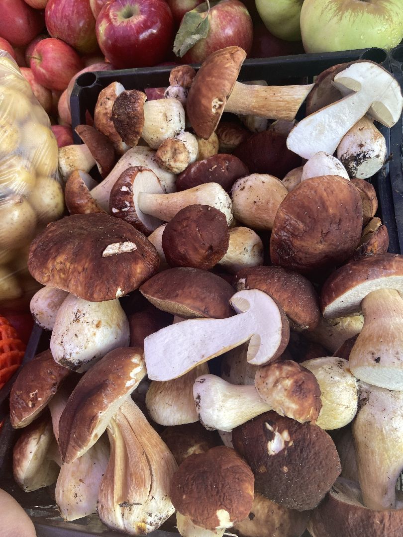 грибной сезон, грибы, врач,