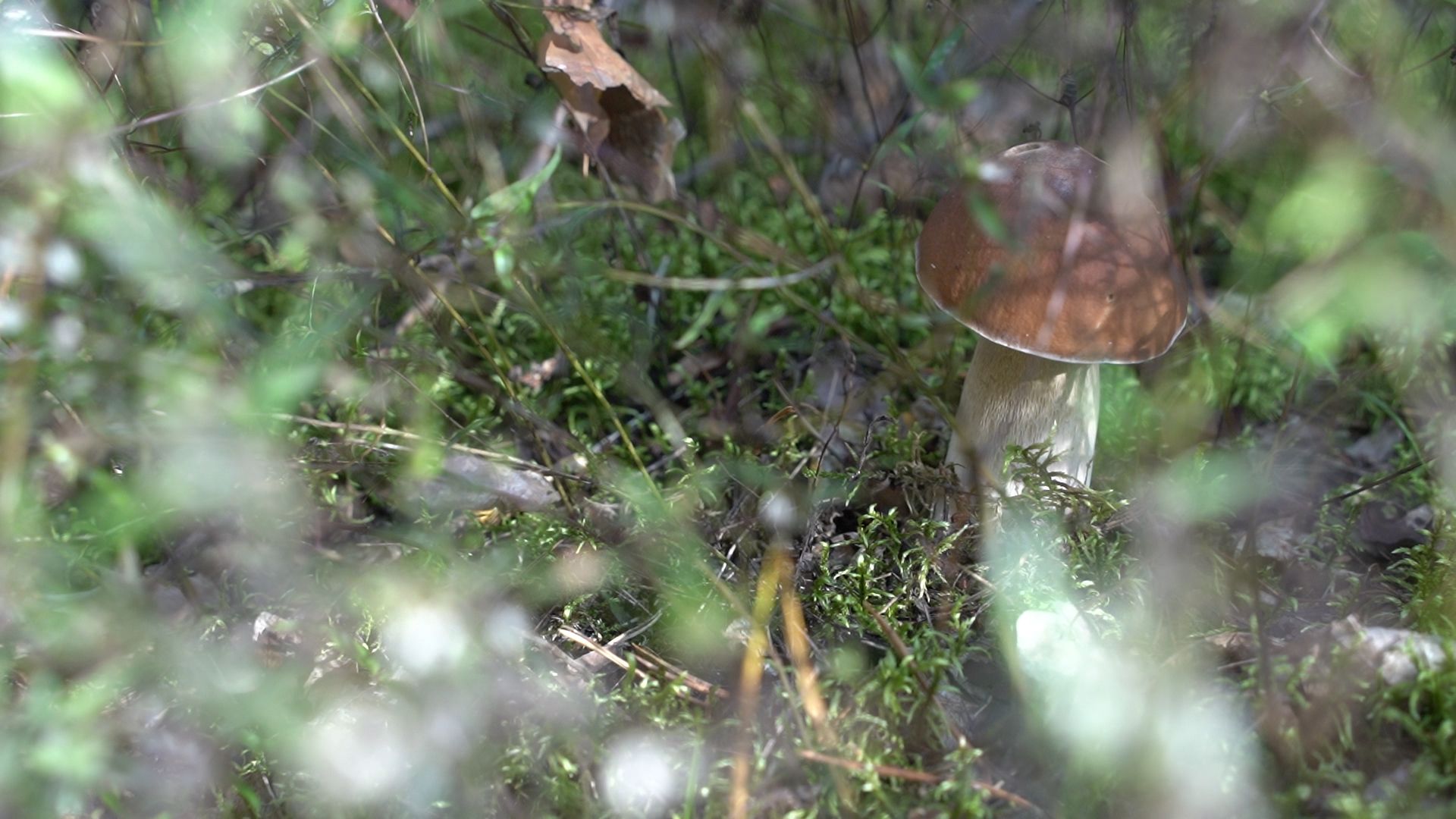 грибы, грибной сезон, Шатура,