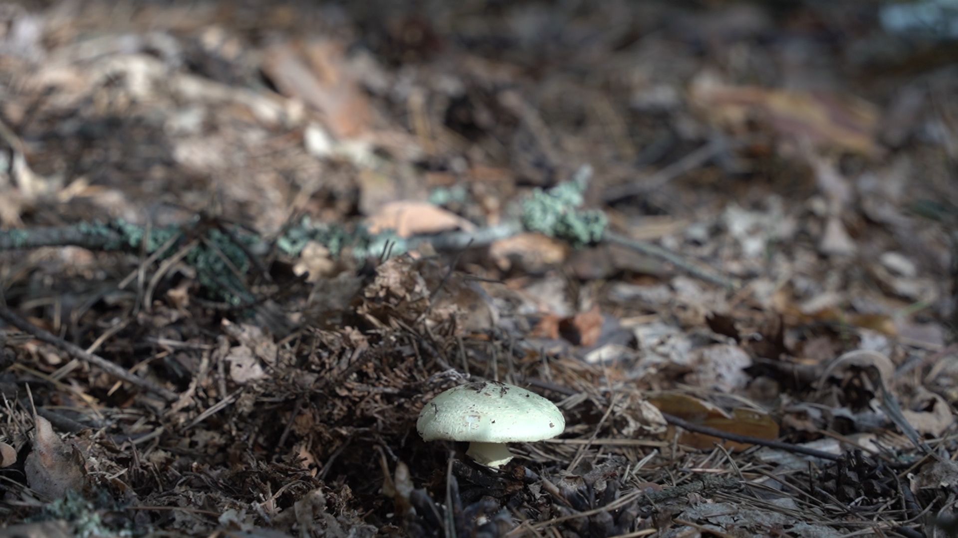 грибы, грибной сезон, Шатура,