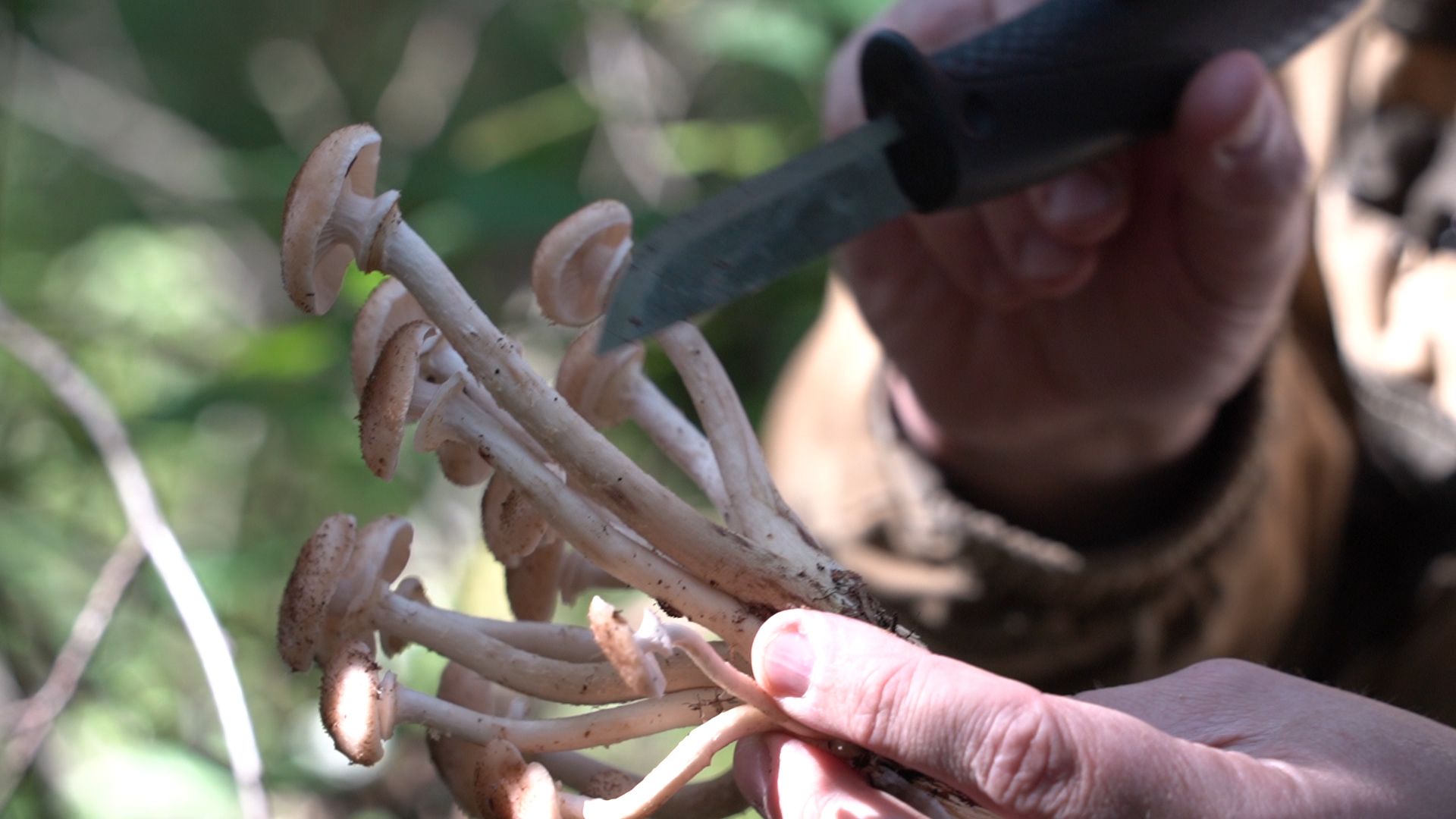 грибы, грибной сезон, Шатура,