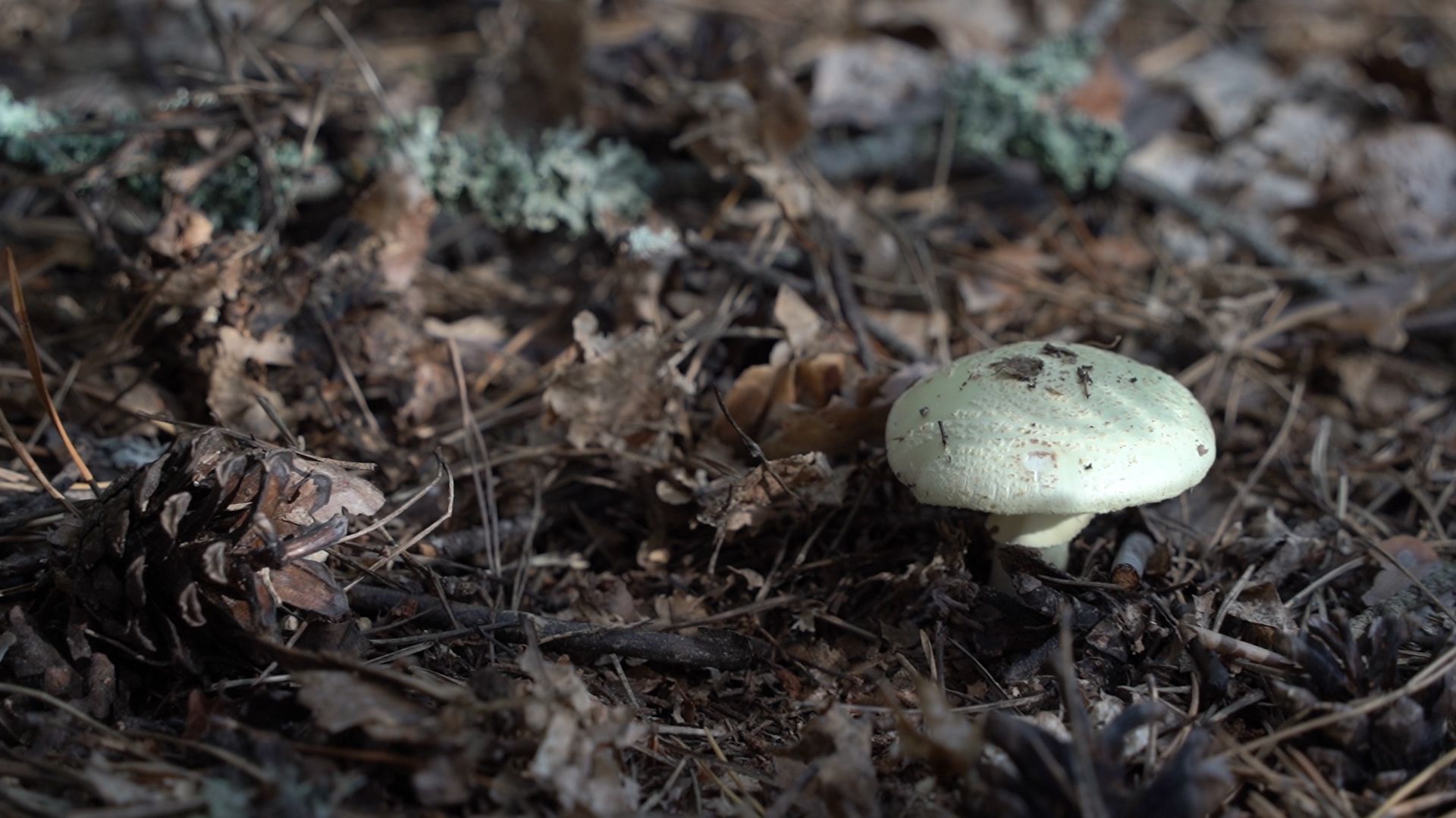 грибы, грибной сезон, Шатура,