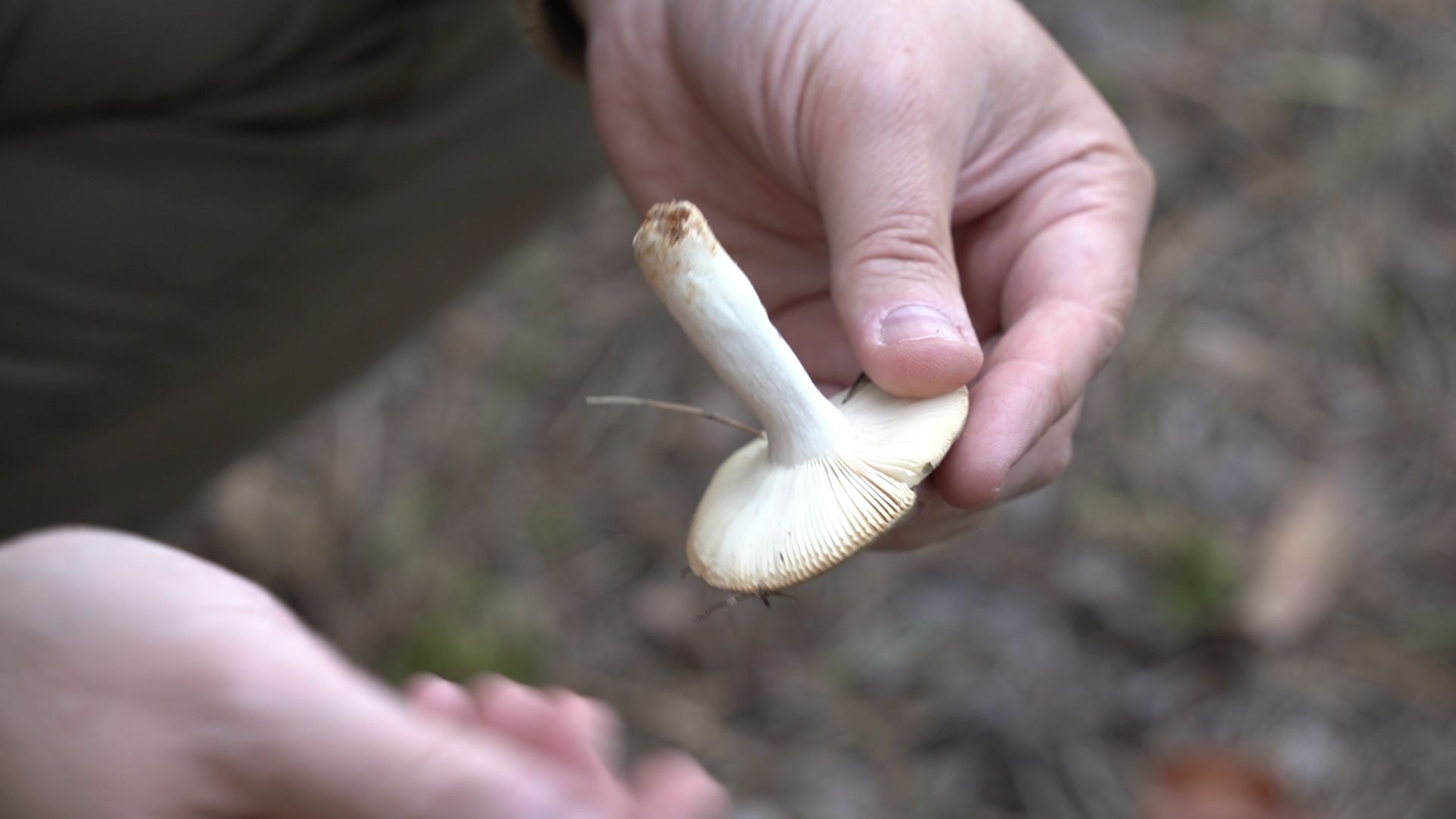 грибы, грибной сезон, Шатура,