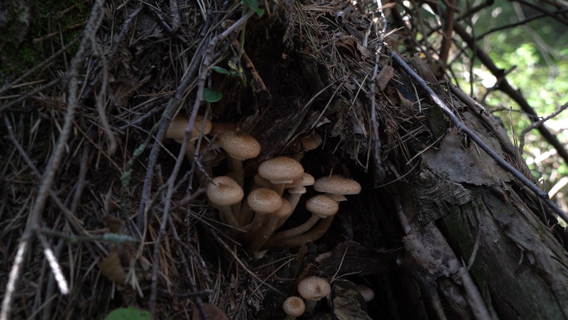 грибы, грибной сезон, Шатура,