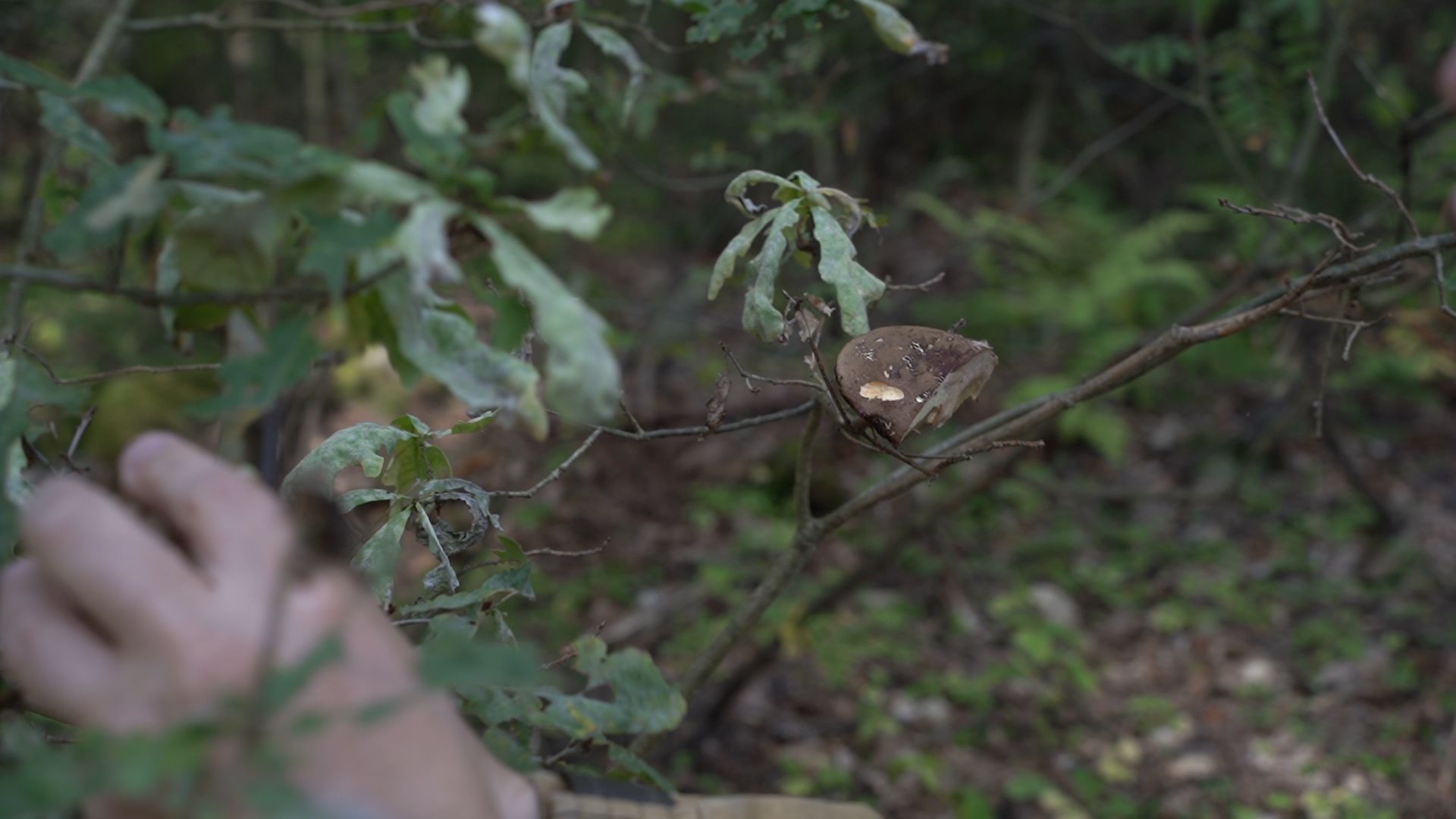 грибы, грибной сезон, Шатура,