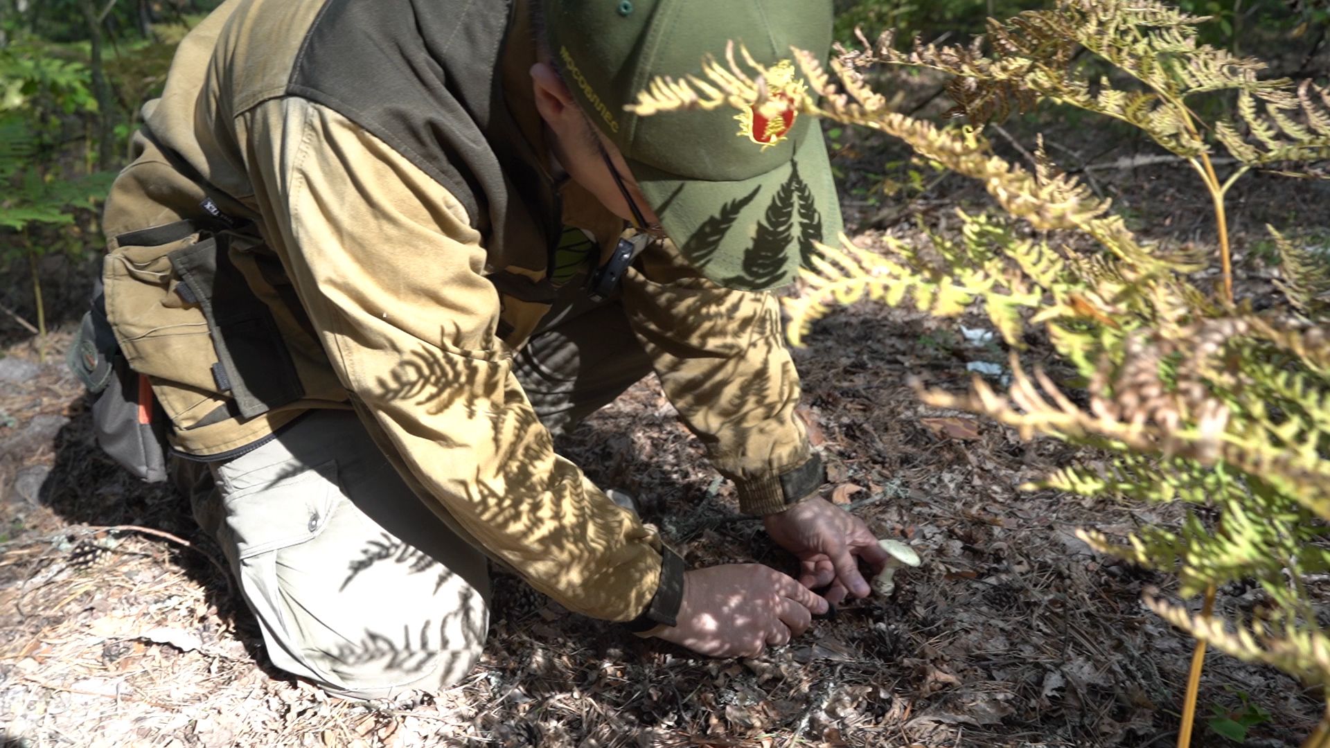 грибы, грибной сезон, Шатура,